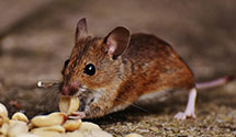 24 Hour & Emergency Exterminators in Oak Island, NC